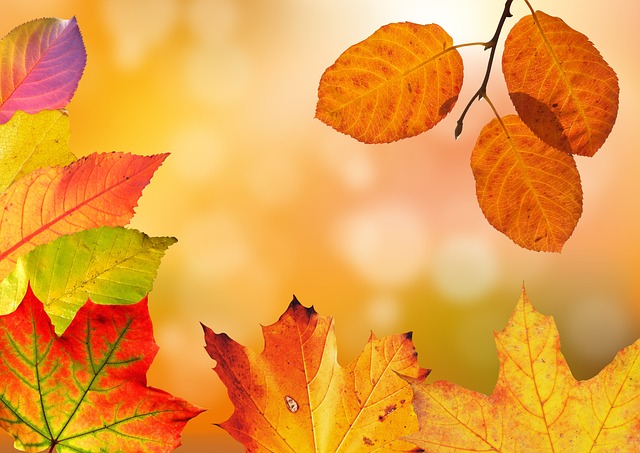 Løvrive vs. Løvsuger: Hvad er bedst til at fjerne efterårets blade?